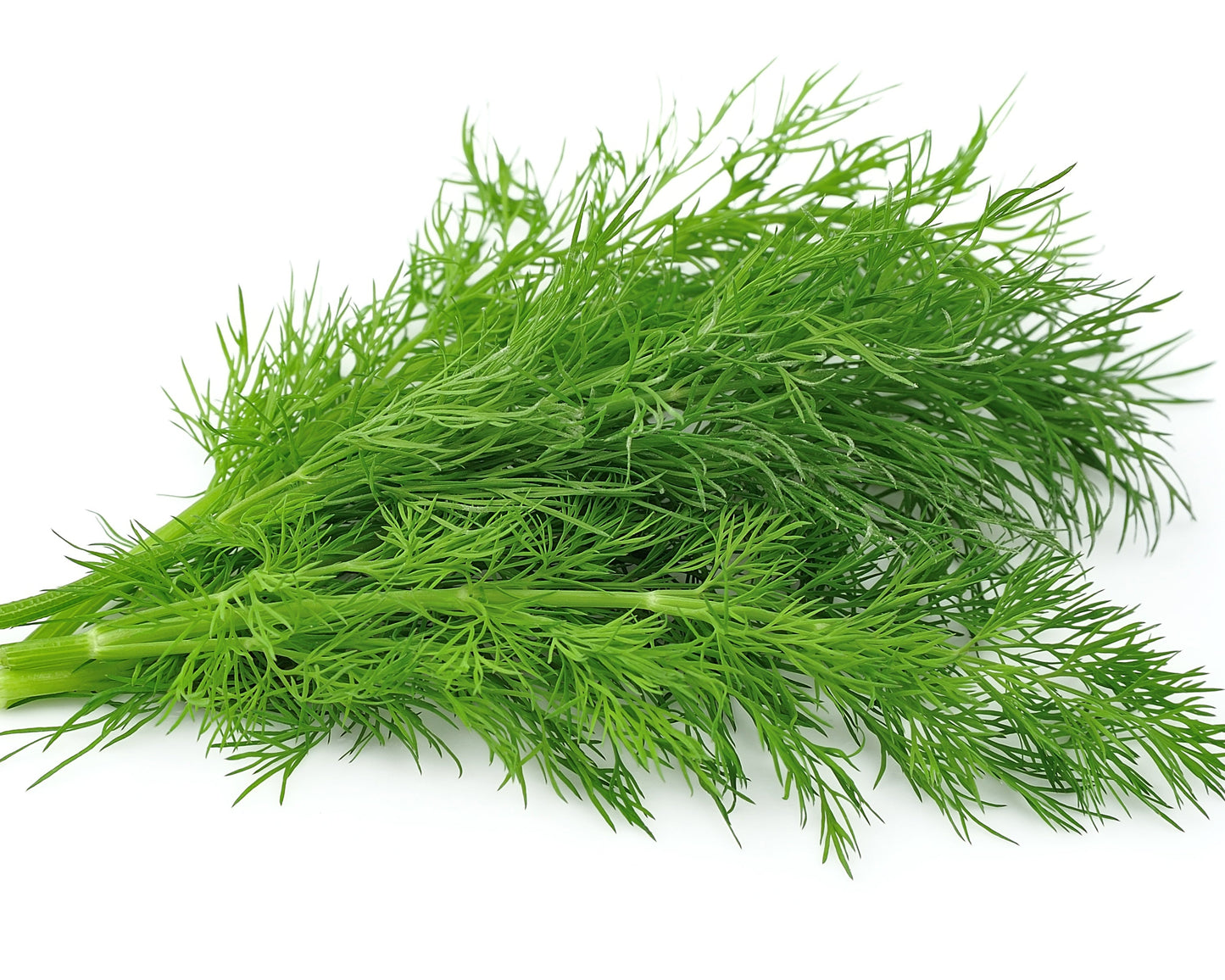 Fennel Greens (500g)