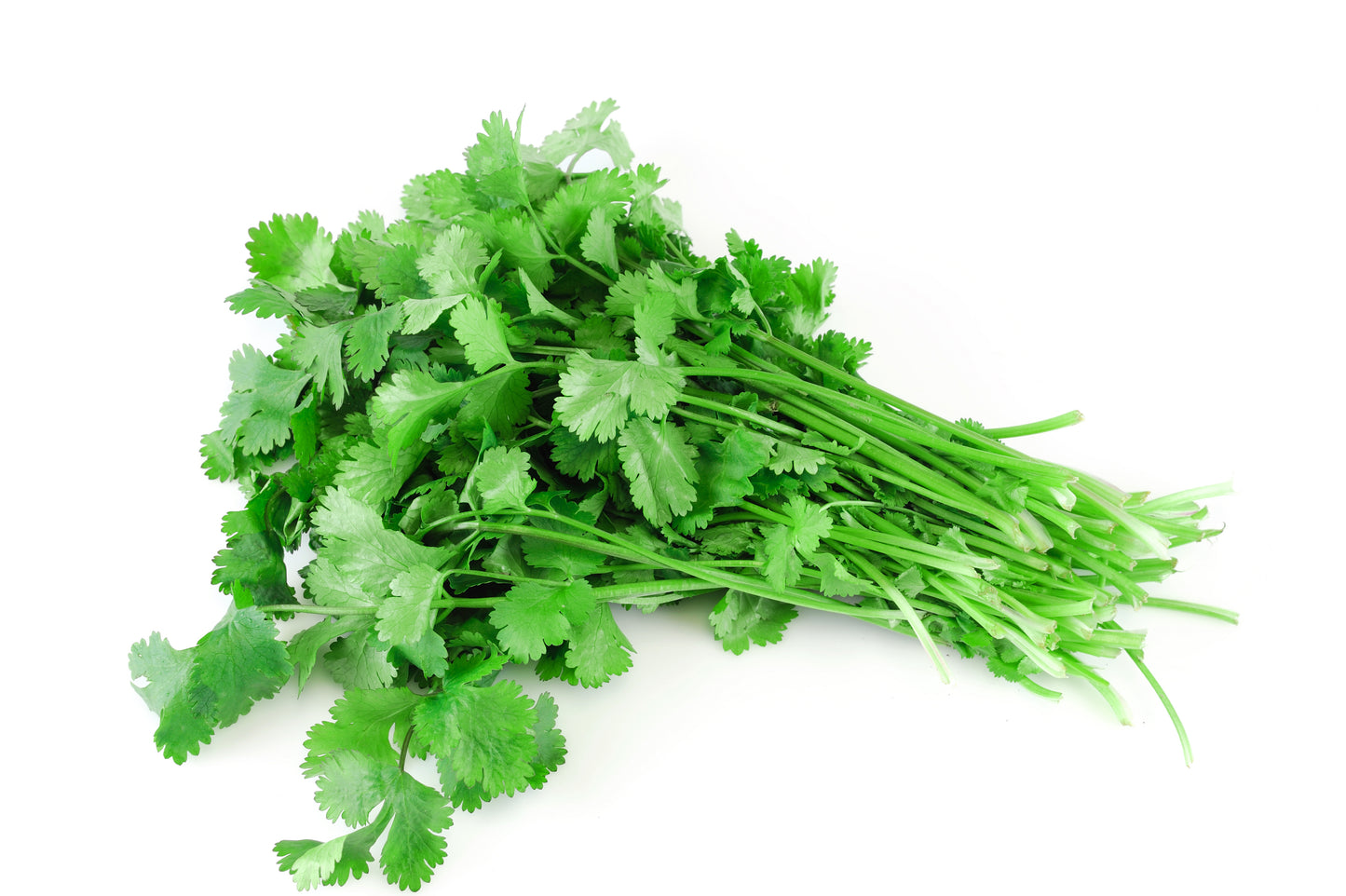 Coriander