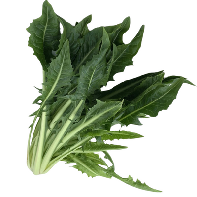 Dandelion/ Catalogna