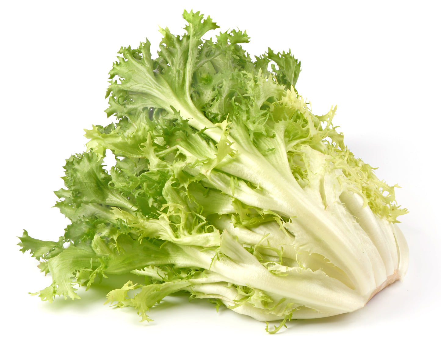 Frisee Lettuce