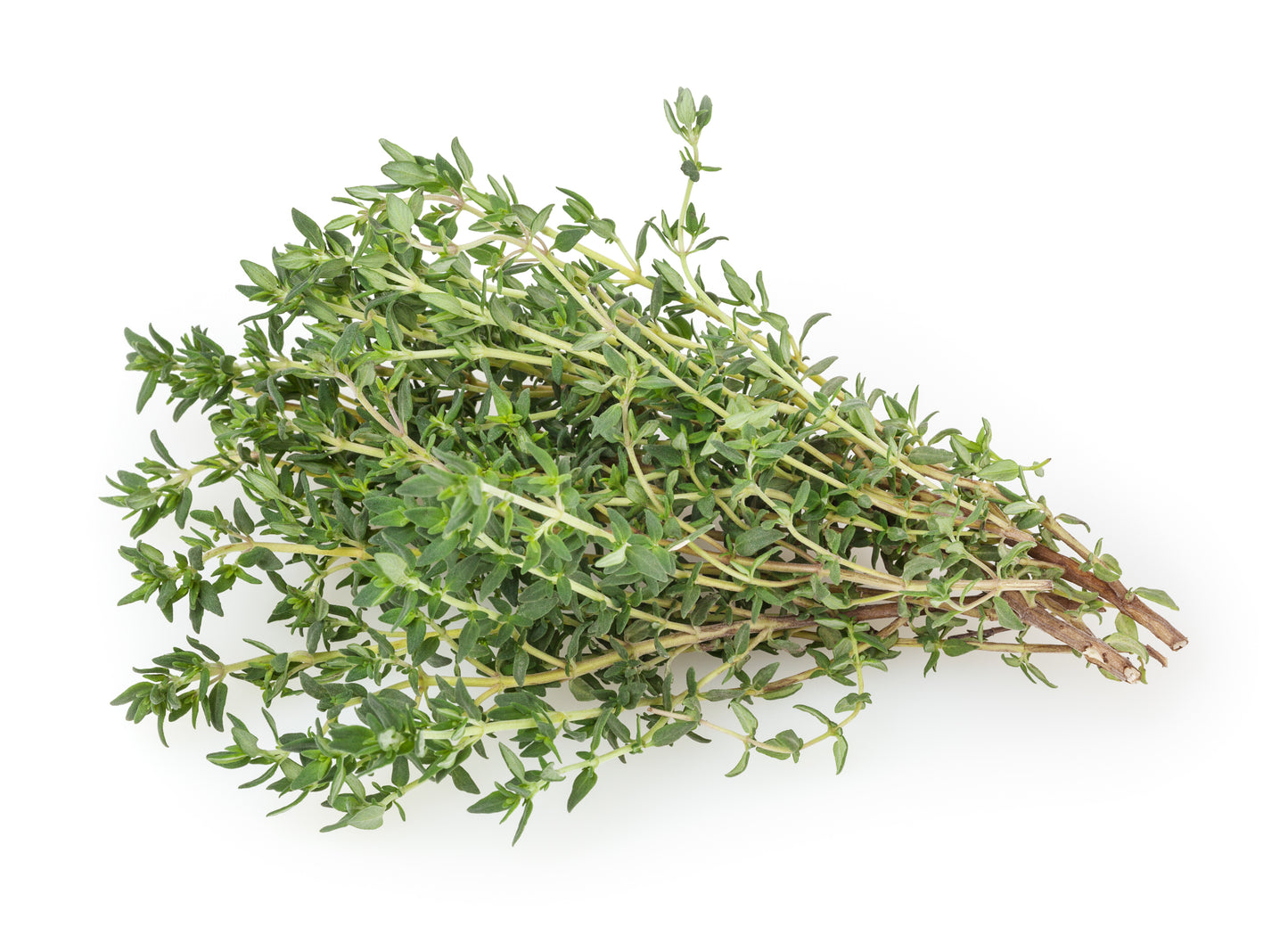 Thyme