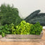 Greens Mixed Box