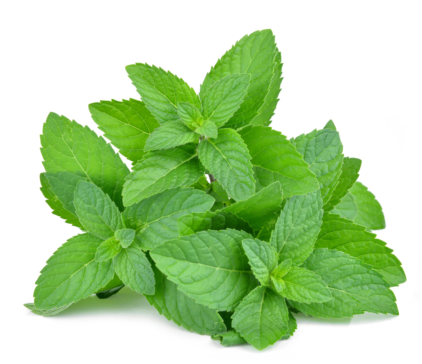Mint