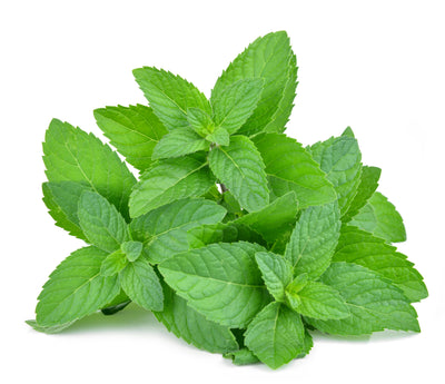 Mint