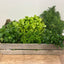 Herby Mixed Box